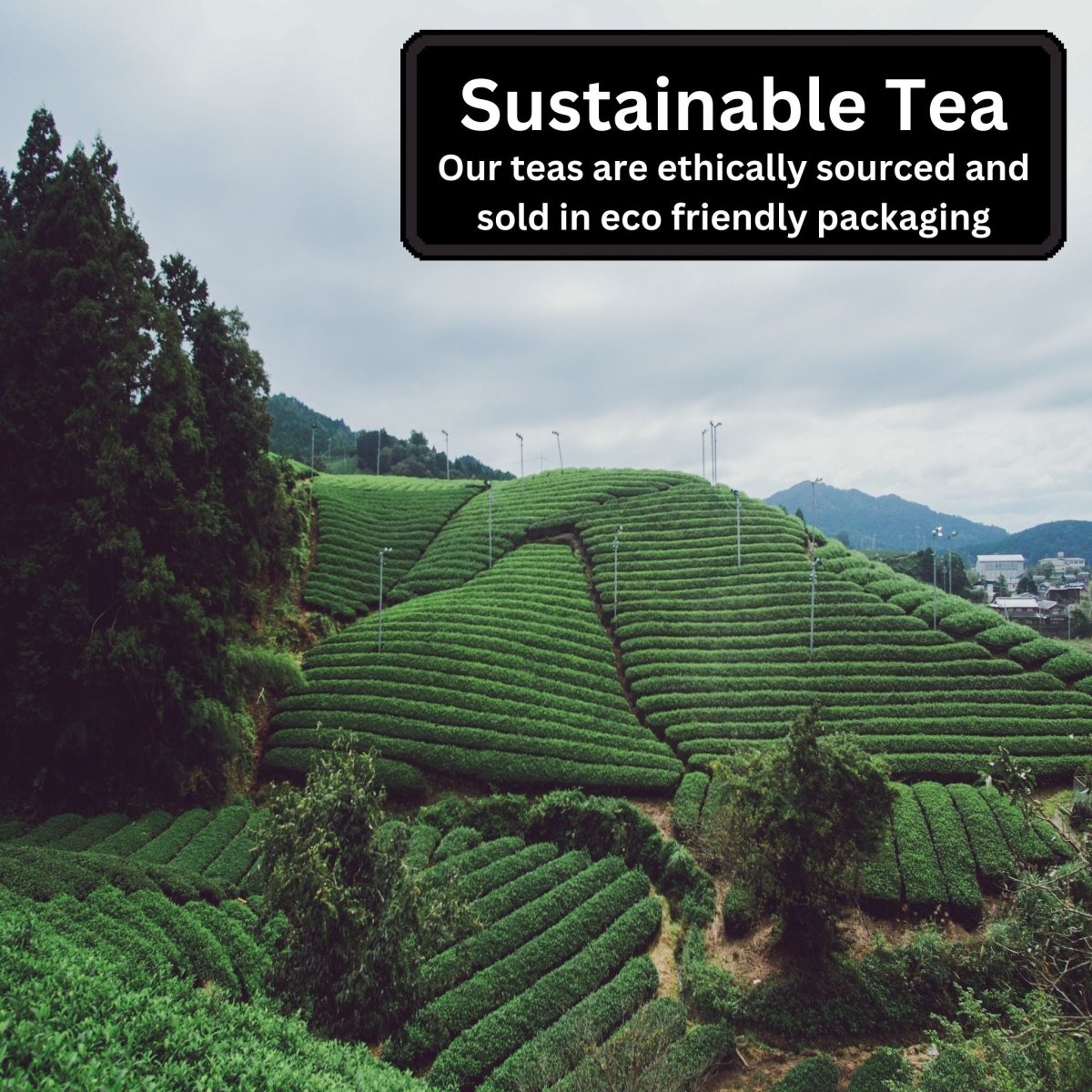 Tea Gift Box: 3 Classic Blends by Camellios